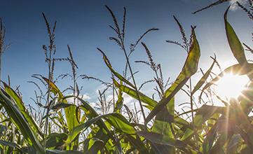 Early maturity maize